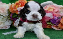 Cocker Spaniel dogs for sale: Bellachocolatetanparticockerpuppy - Image 7