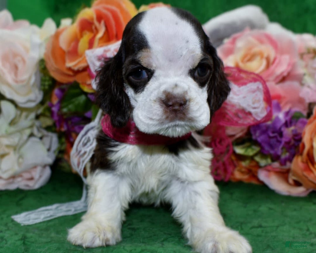 Cocker Spaniel dogs for sale: Bellachocolatetanparticockerpuppy - Image 7