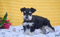 Miniature Schnauzer dogs for sale: Valerie - Image 2