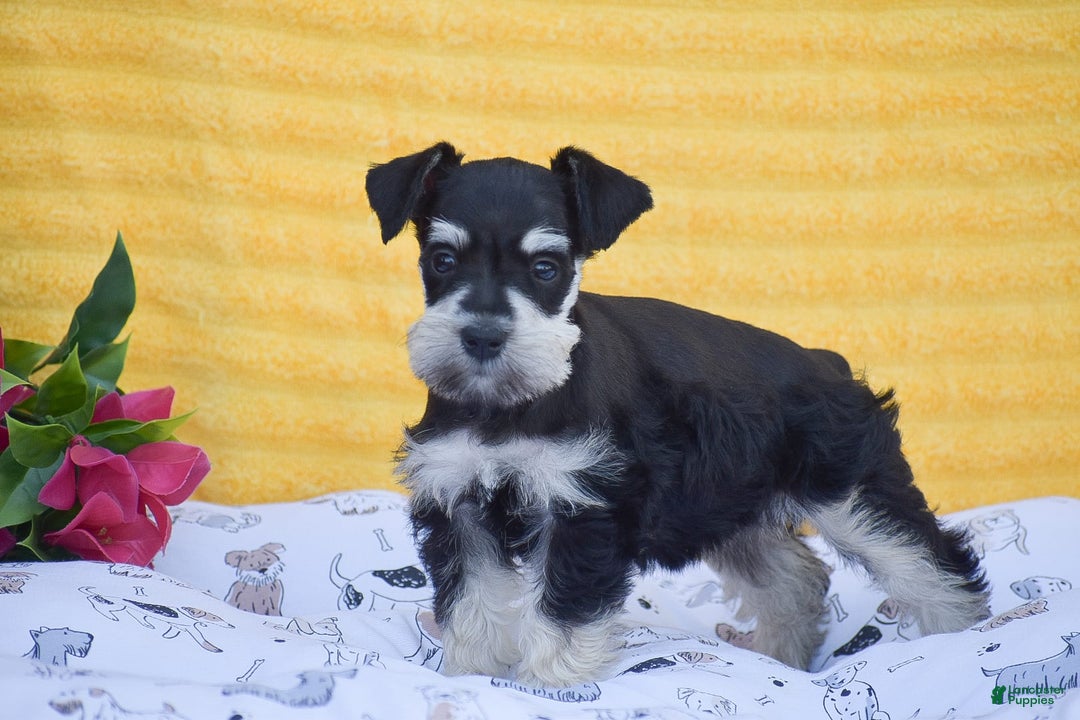 Miniature Schnauzer dogs for sale: Valerie - Image 2