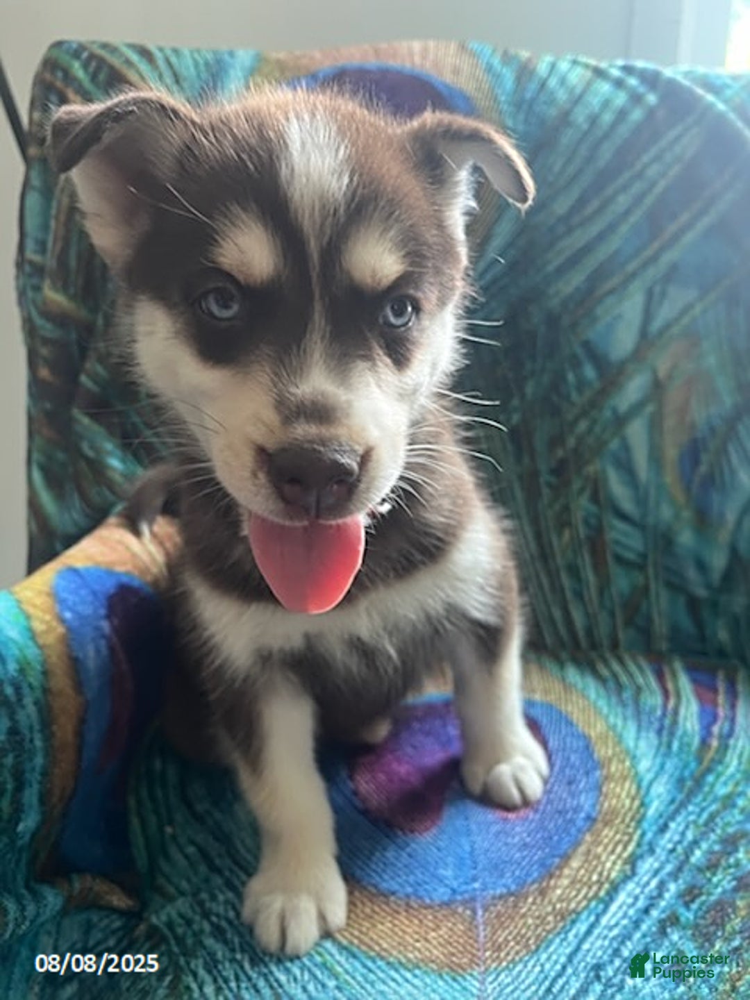 Pomsky dogs for sale: Regina - Image 4