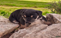 English Bulldog dogs for sale: Blue - Image 1
