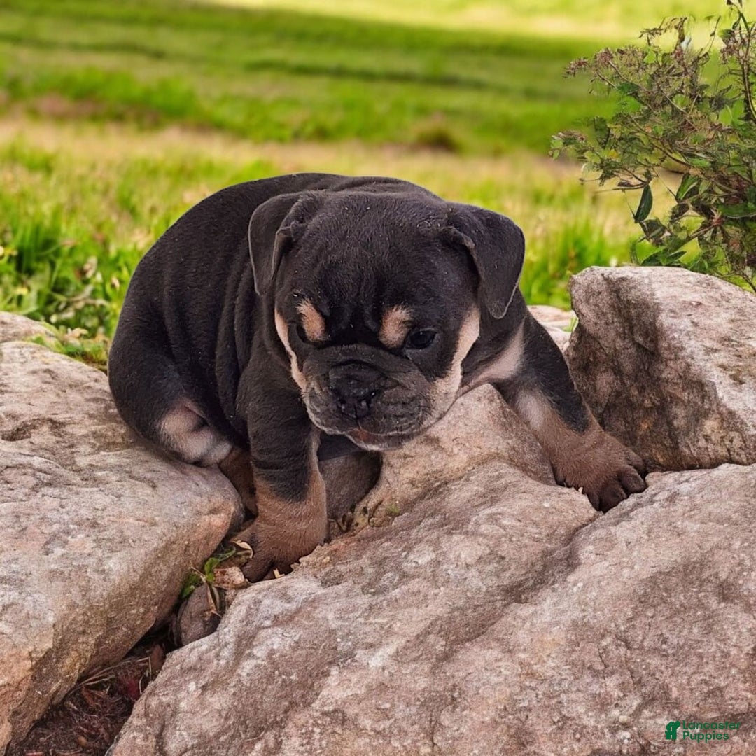 English Bulldog dogs for sale: Blue - Image 1