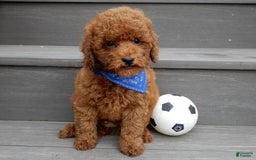Cavapoo dogs for sale: Biscuit - Image 12