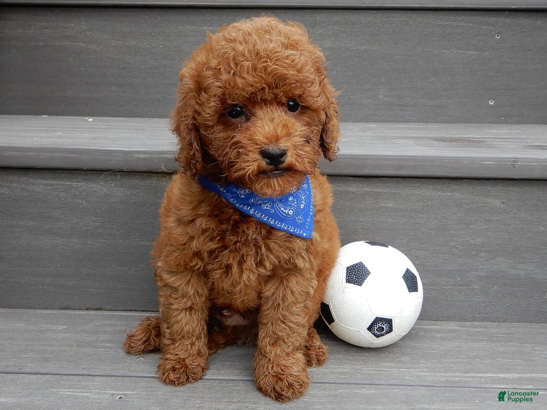 Cavapoo dogs for sale: Biscuit - Image 12