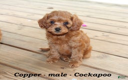 Cockapoo dogs for sale: Copper - Image 2