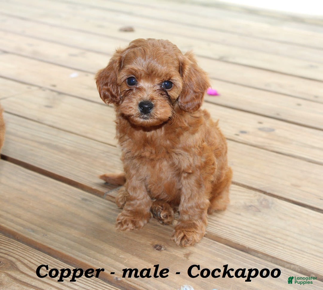 Cockapoo dogs for sale: Copper - Image 2