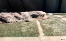 Australian Shepherd dogs for sale: Malibu - Image 4
