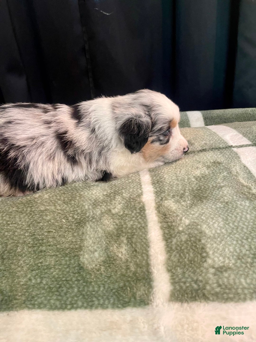 Australian Shepherd dogs for sale: Malibu - Image 4