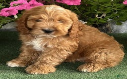 Cockapoo dogs for sale: Pepper - Image 1