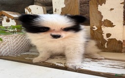 Pomeranian dogs for sale: Bear - Image 3