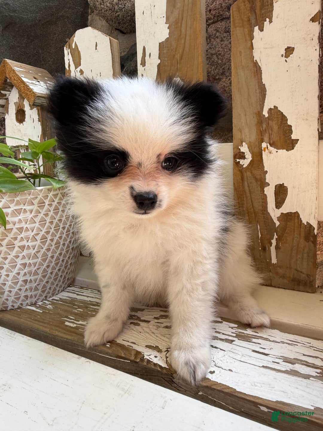 Pomeranian dogs for sale: Bear - Image 3