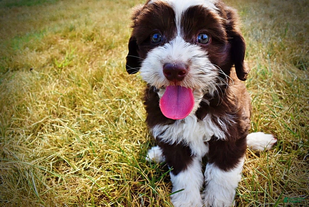 Havapoo dogs for sale: Juliet - Image 9