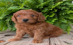 Mini Goldendoodle dogs for sale: Mini-logan - Image 9