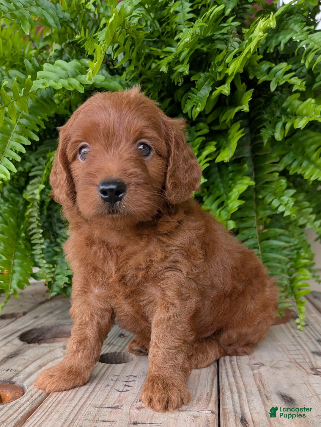 Mini Goldendoodle dogs for sale: Mini-logan - Image 9