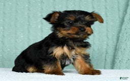 Yorkshire Terrier dogs for sale: Andy - Image 7