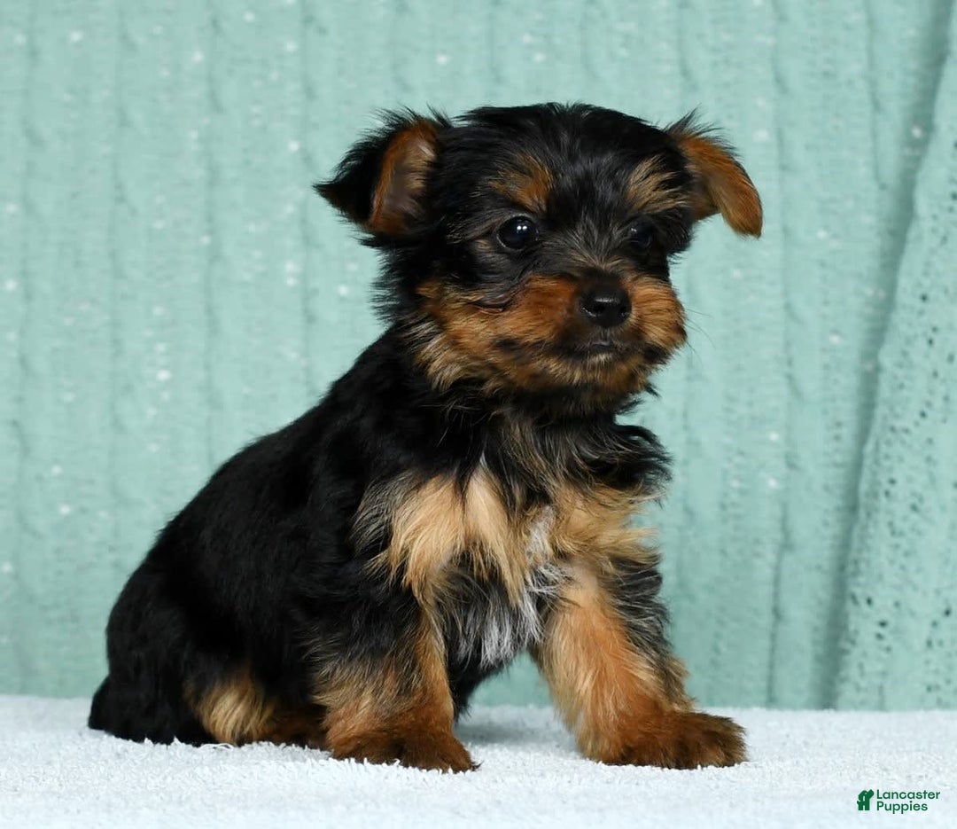 Yorkshire Terrier dogs for sale: Andy - Image 7