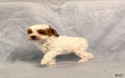 Miniature Poodle dogs for sale: Lily - Image 31