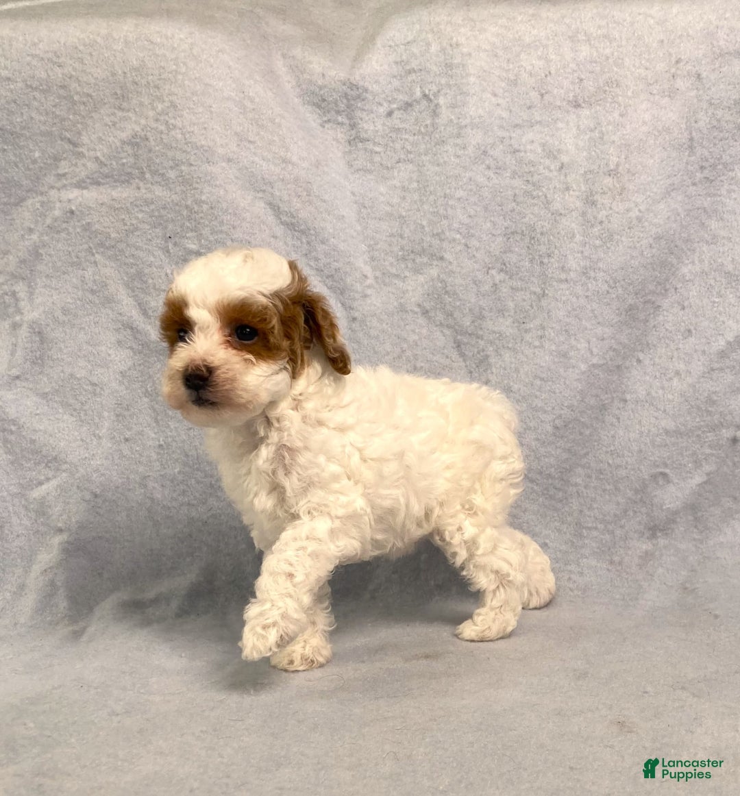 Miniature Poodle dogs for sale: Lily - Image 31