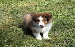 Shetland Sheepdog dogs for sale: Chiller - Image 1