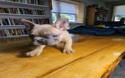 French Bulldog dogs for sale: Bully - Image 8