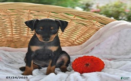 Miniature Pinscher dogs for sale: Teddy - Image 2