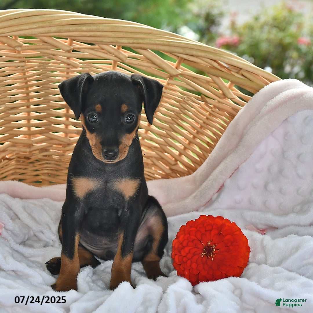 Miniature Pinscher dogs for sale: Teddy - Image 2
