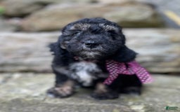 Miniature Poodle dogs for sale: Tessa - Image 1