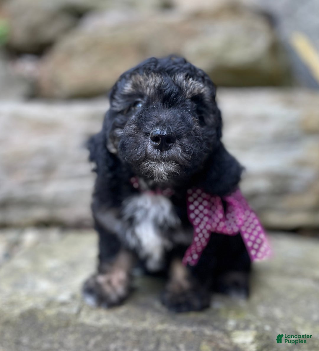 Miniature Poodle dogs for sale: Tessa - Image 1