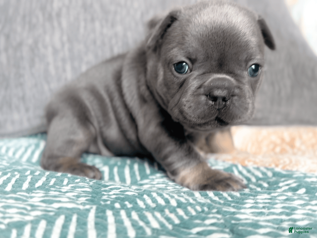 French Bulldog dogs for sale: Jaybird blue and tan male - Image 3