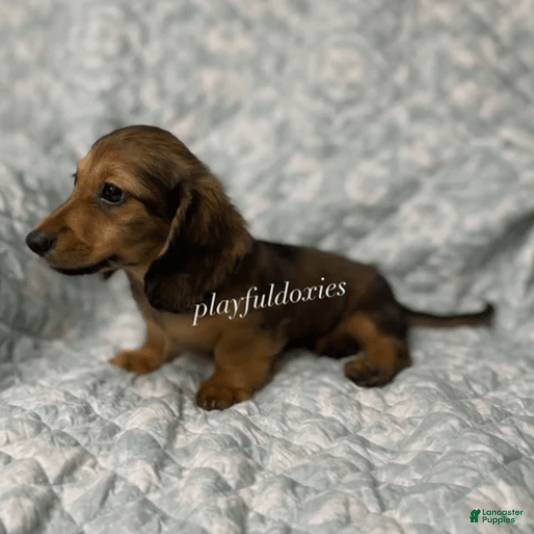 Dachshund dogs for sale: Shaded Cream Male - Image 3