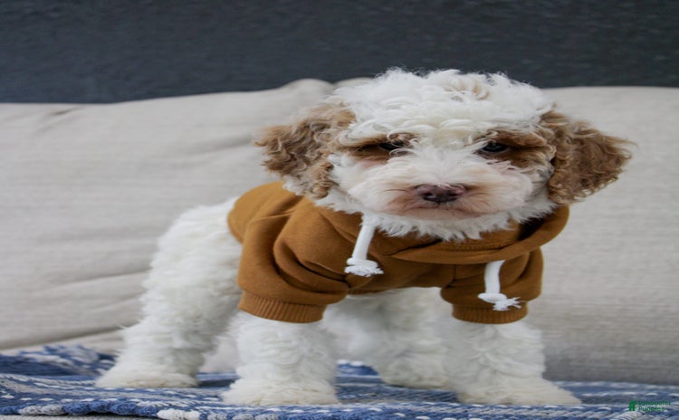 Miniature Poodle dogs for sale - Ad 4