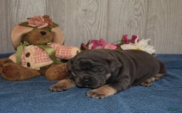 Olde English Bulldogge dogs for sale: Iris - Image 1