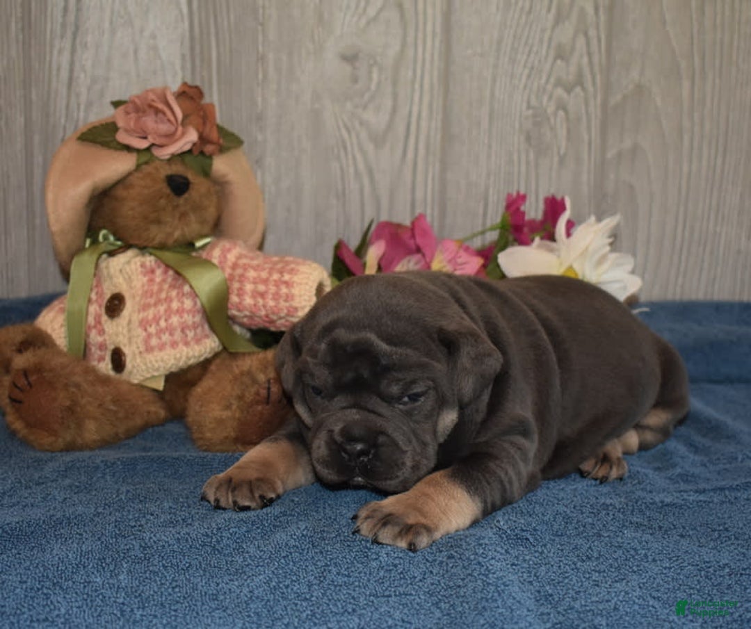Olde English Bulldogge dogs for sale: Iris - Image 1