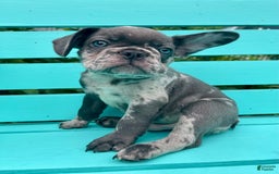French Bulldog dogs for sale: Luna - Image 40