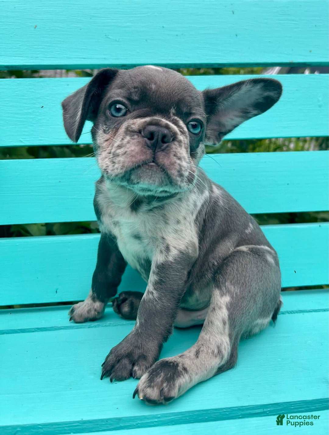 French Bulldog dogs for sale: Luna - Image 40
