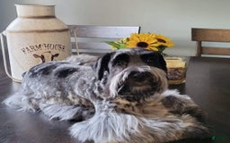 Miniature Schnauzer dogs for sale: Girl 2 - Image 8