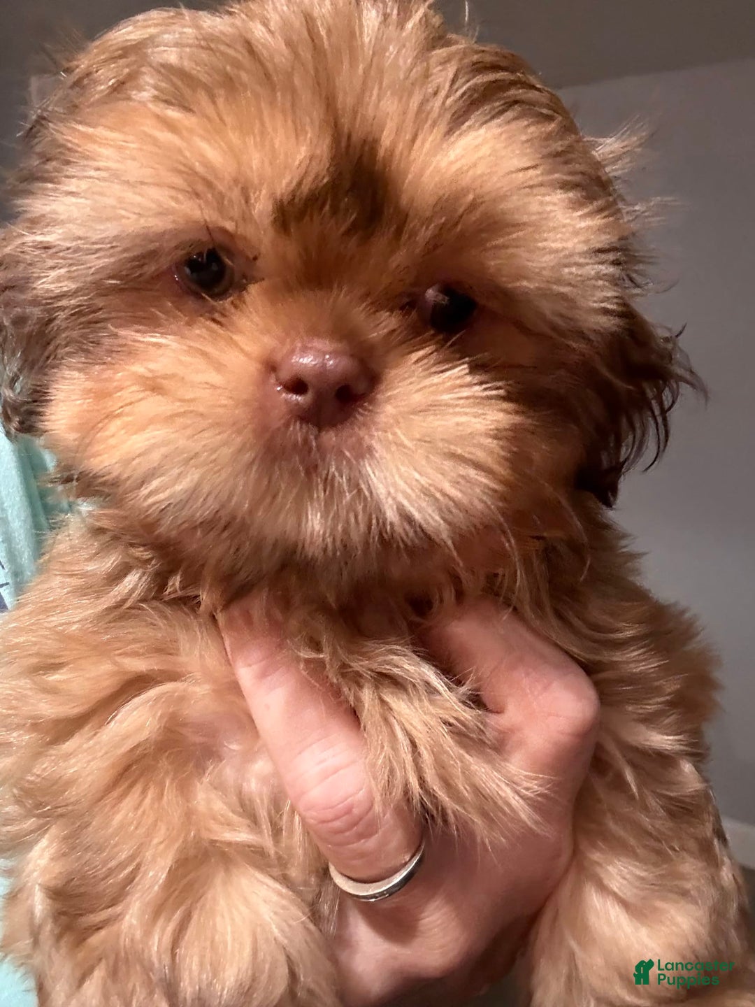Shih Tzu dogs for sale: Brennan - Image 14