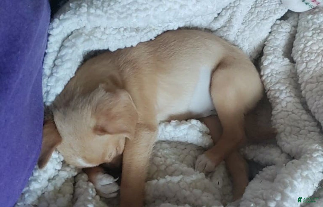 Chihuahua dogs for sale: Peaches - Image 1