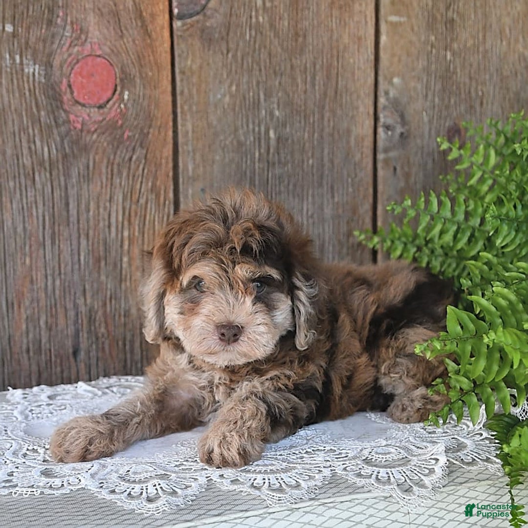 Havapoo dogs for sale: Wren - Image 5