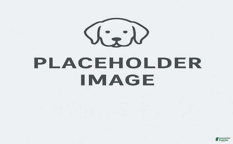 Chesapeake Bay Retriever dogs for sale - Ad 1