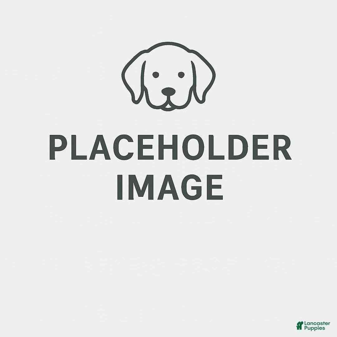Chesapeake Bay Retriever dogs for sale: Female Yellow Collar - Image 1