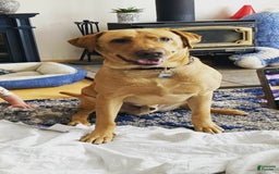 Labrador Retriever dogs for sale: Rapunzal - Image 11