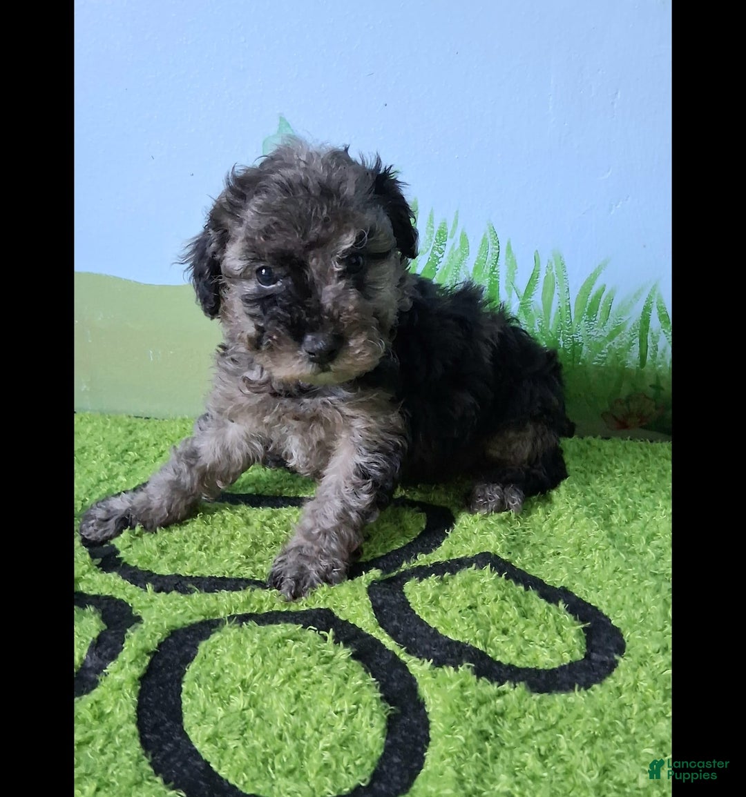Mini Aussiedoodle dogs for sale: Rosemary - Image 6