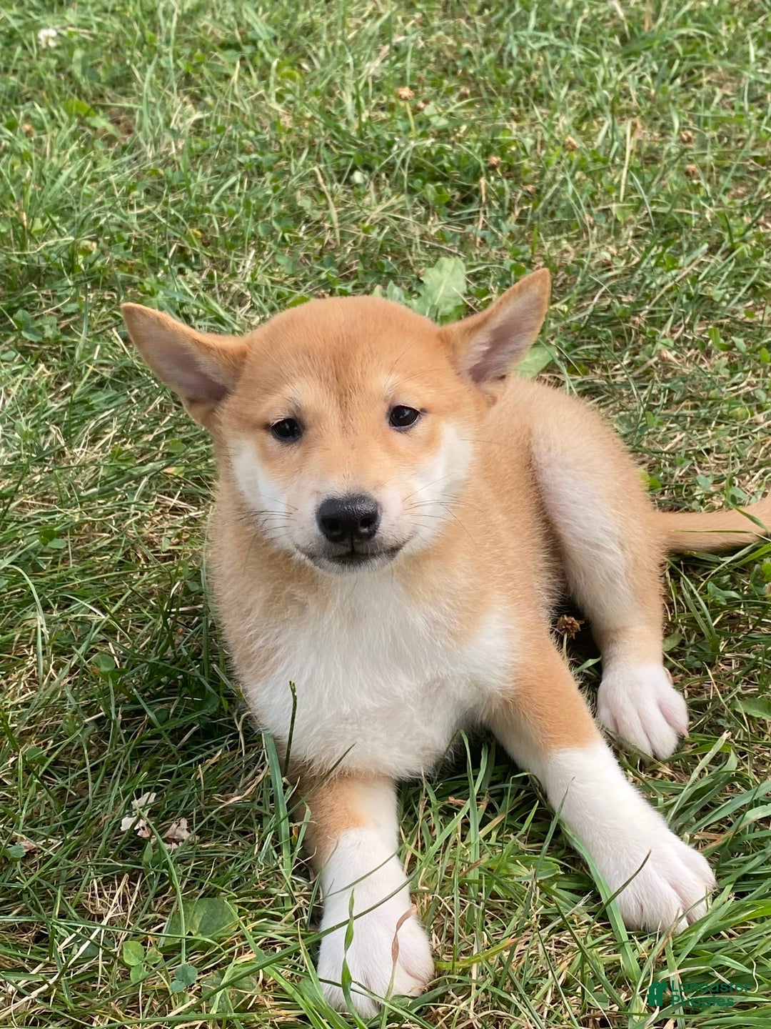 Shiba Inu dogs for sale: Iris - Image 5