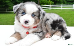 Miniature Australian Shepherd dogs for sale: Jessica - Image 5