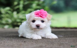 Havanese dogs for sale: Lexi - Image 10