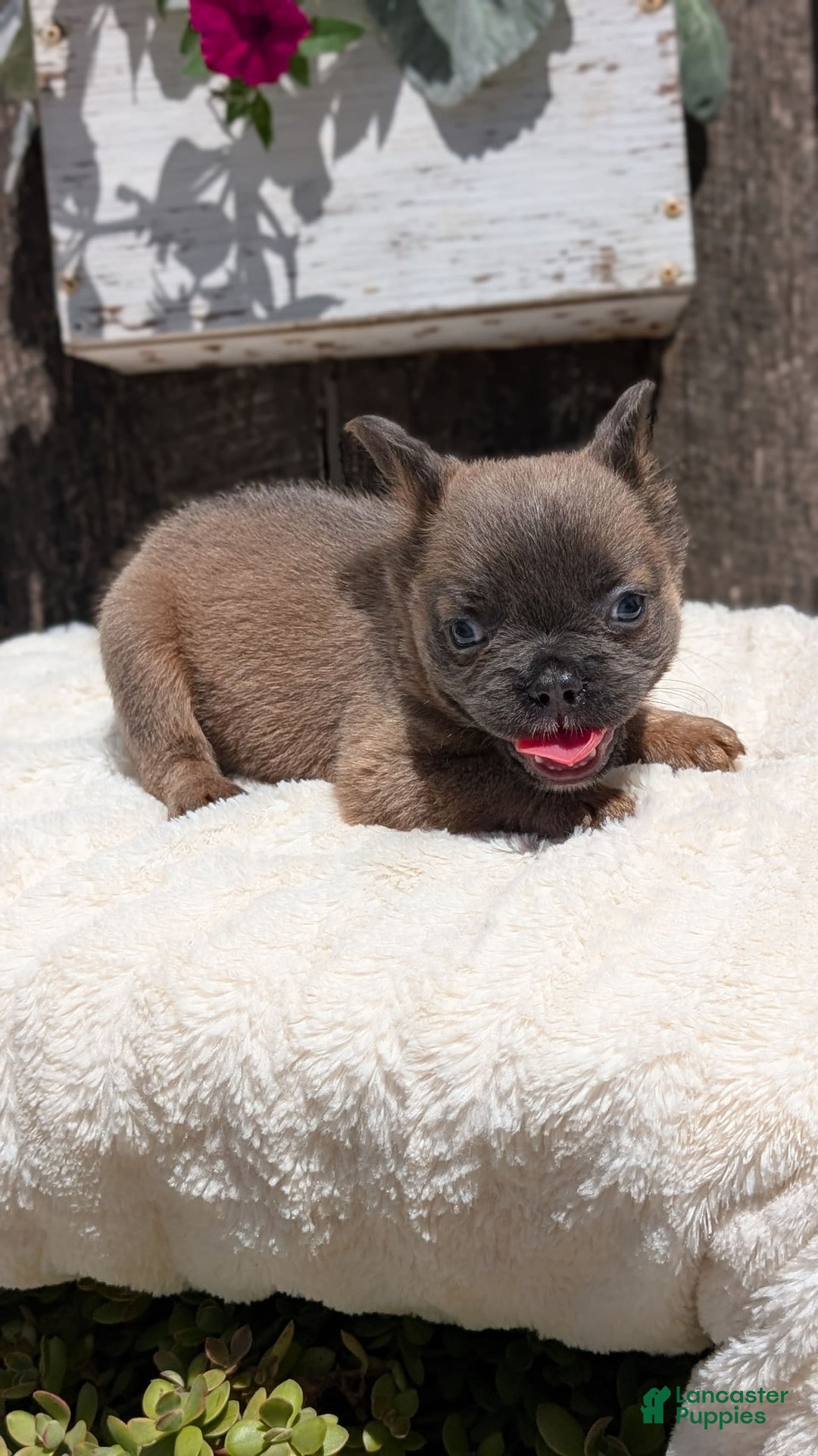 French Bulldog dogs for sale: Tyson - Image 6