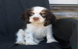 Cocker Spaniel dogs for sale: Chip - Image 3
