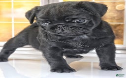 Pug dogs for sale: Boy 1 - Champion Lines! - Image 14